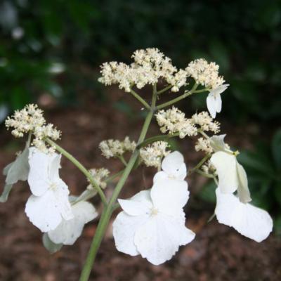 Hydrangea serrata ssp. chinensis-6-
