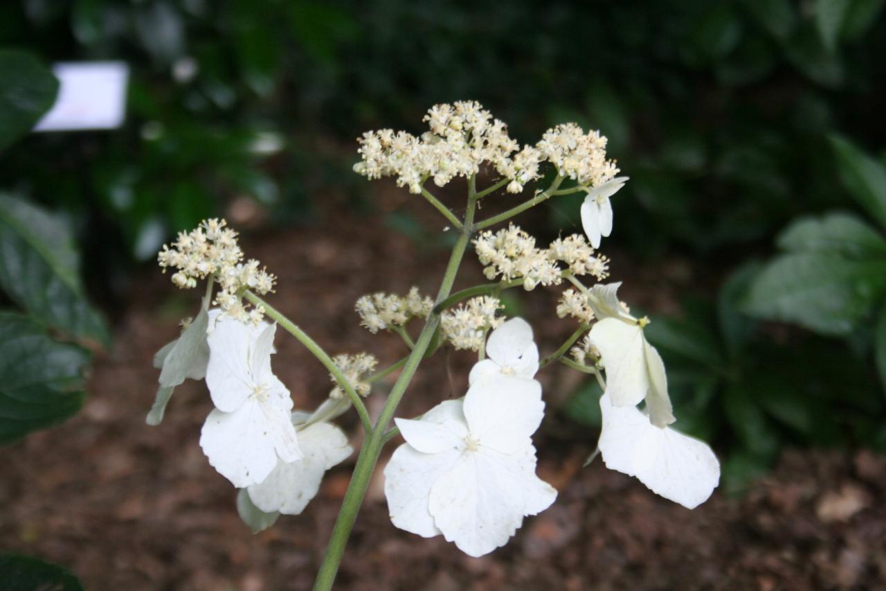 Hydrangea serrata ssp. chinensis-6-