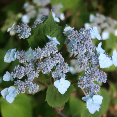 Hydrangea serrata ssp. yezoensis-4-