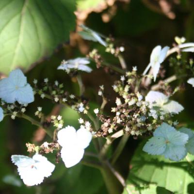 Hydrangea serrata ssp. yezoensis-6-