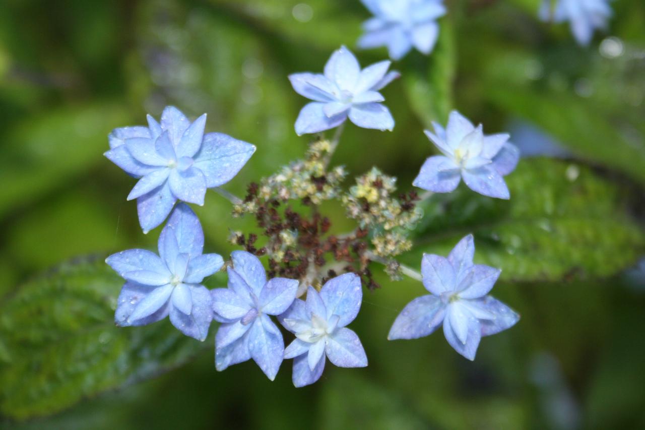 Hydrangea serrata 'Stellata'-5-