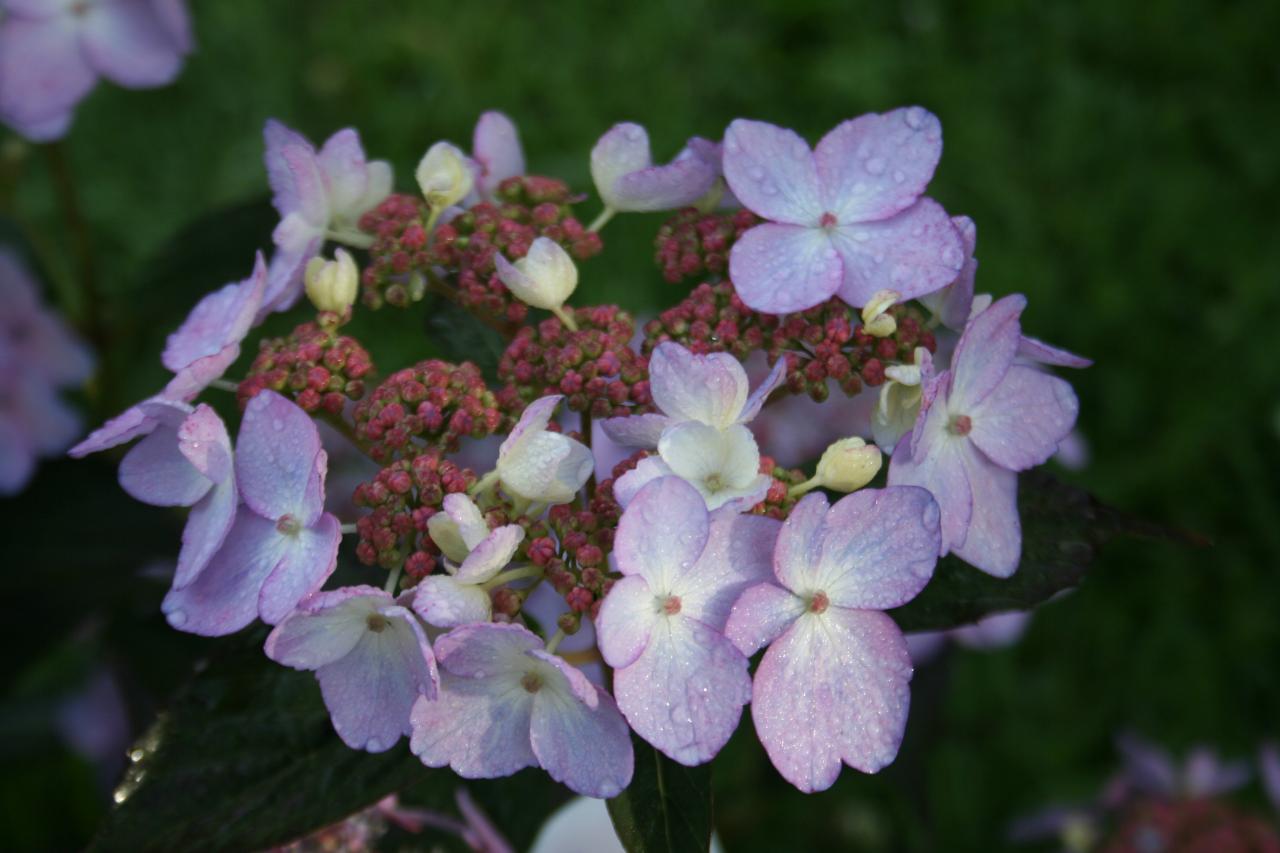 Hydrangea serrata 'Tiara'-5-