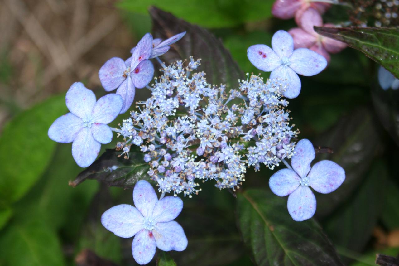 Hydrangea serrata 'Tiara'-7-