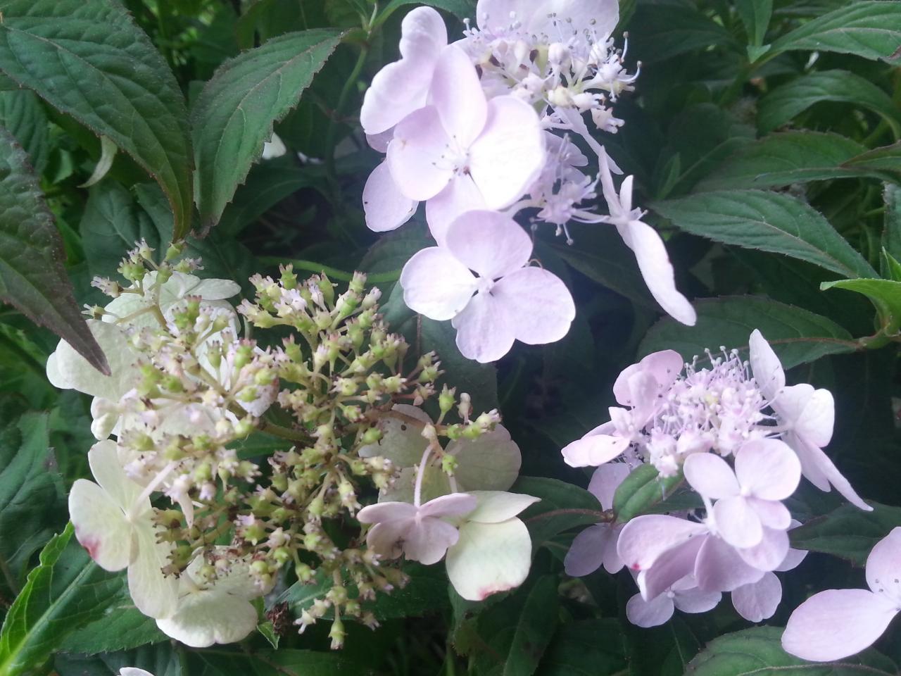 Hydrangea serrata 'Tosa-misuzu' (3)