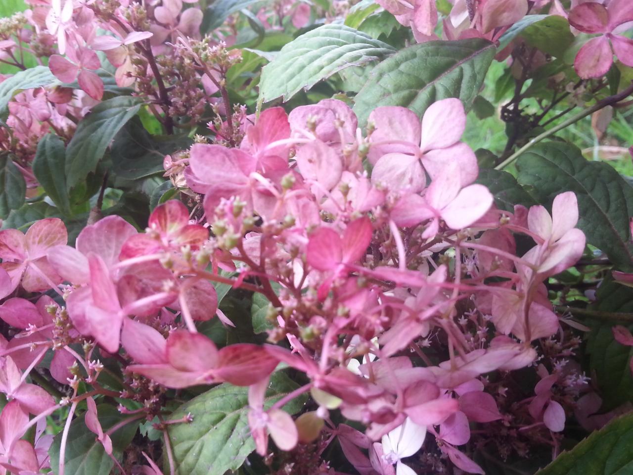 Hydrangea serrata 'Tosa-no-akatsuki' (2)