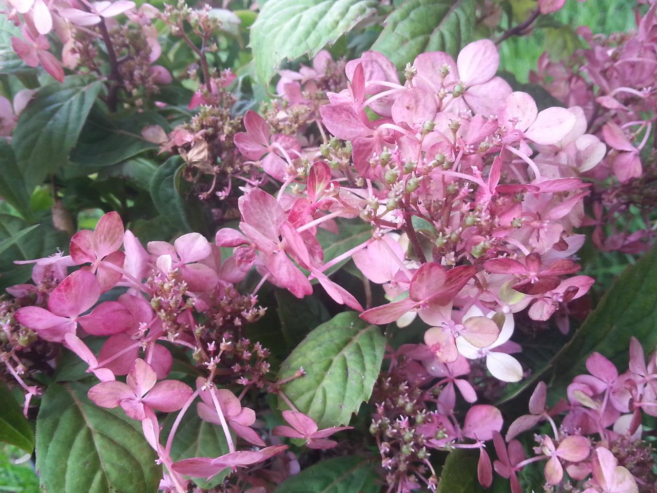 Hydrangea serrata 'Tosa-no-akatsuki'