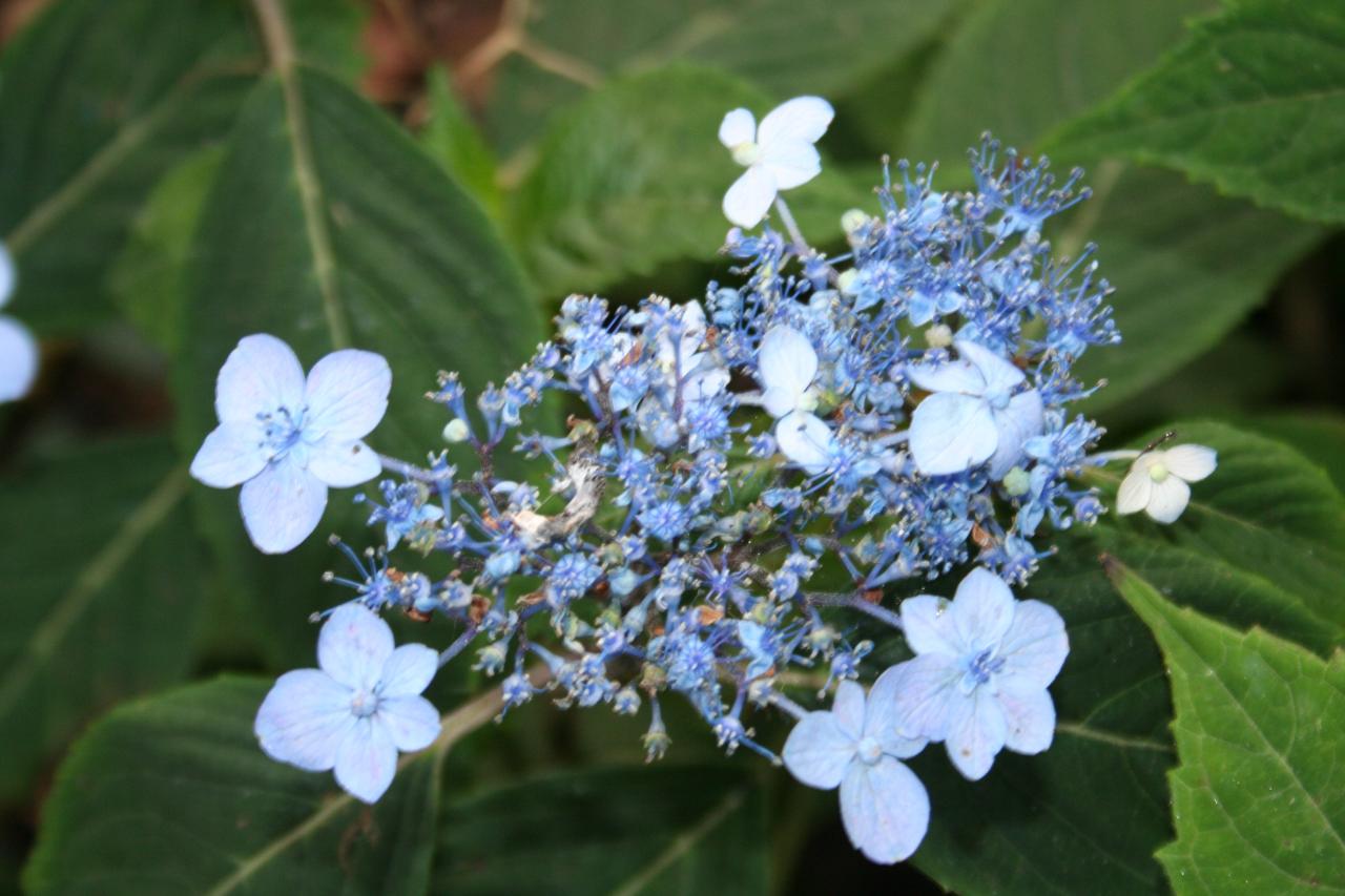 Hydrangea serrata 'Woddlander'-3-