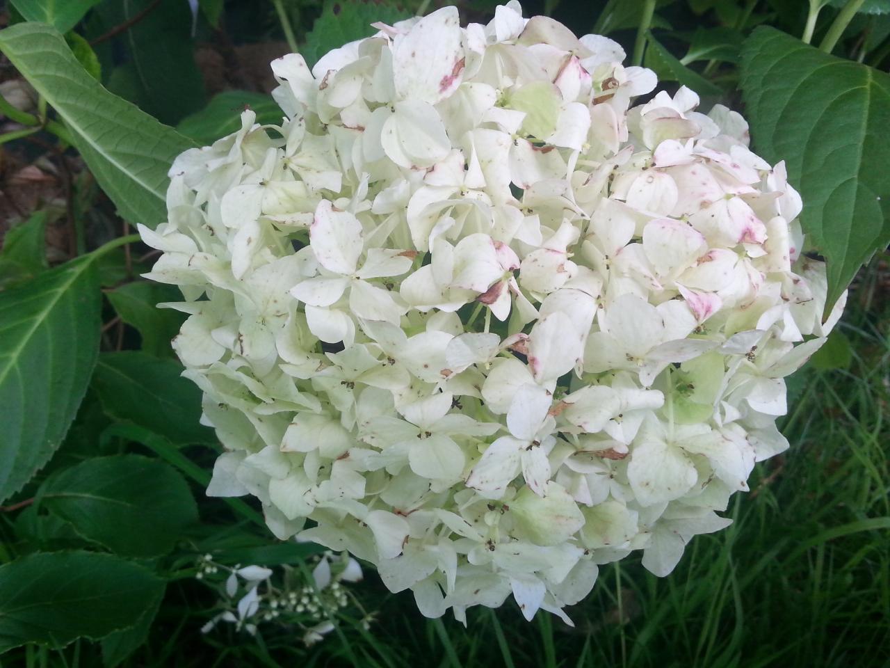 Hydrangea x 'Warabe' (4)