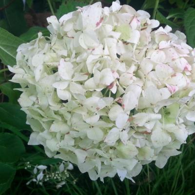 Hydrangea x 'Warabe' (4)