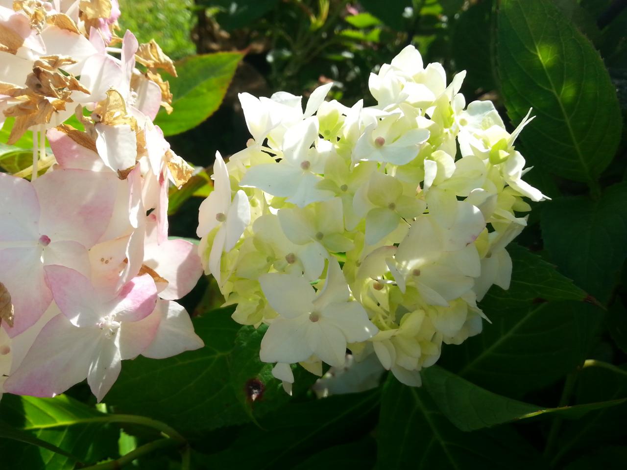 Hydrangea x 'Warabe'