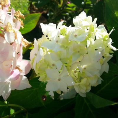 Hydrangea x 'Warabe'