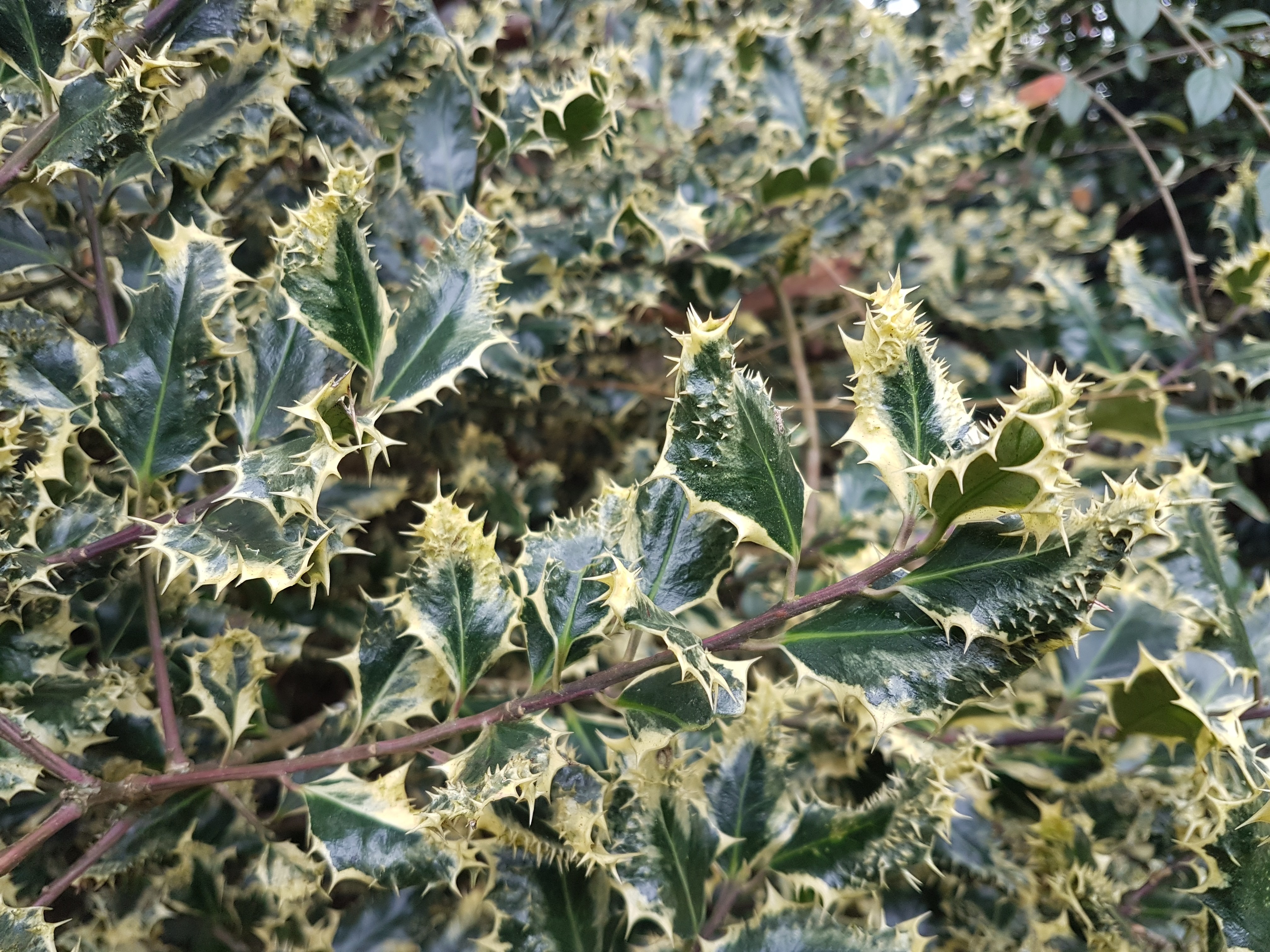 Ilex aquifolium 'Ferox Argentea'