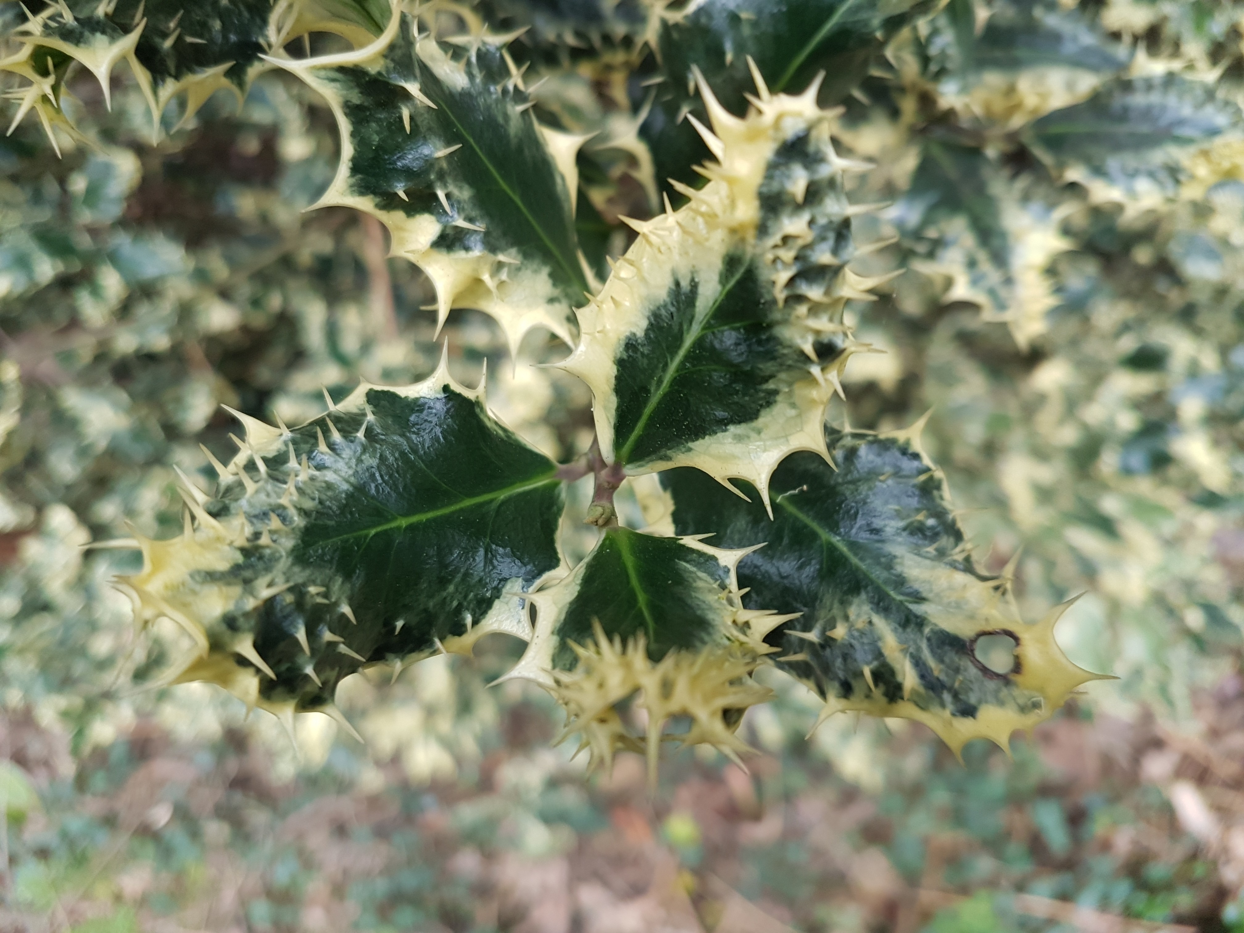 Ilex aquifolium 'Ferox Argentea'