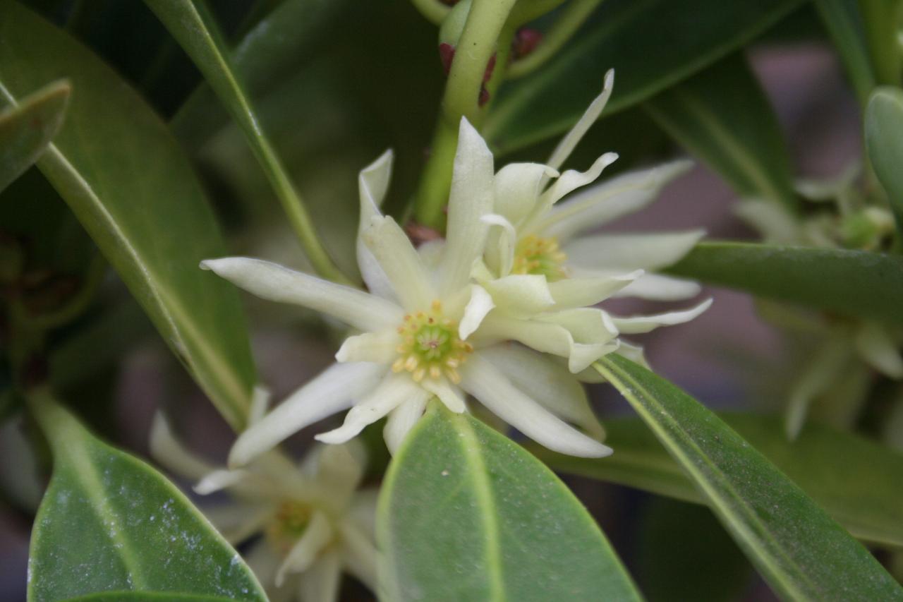 Illicium anisatum