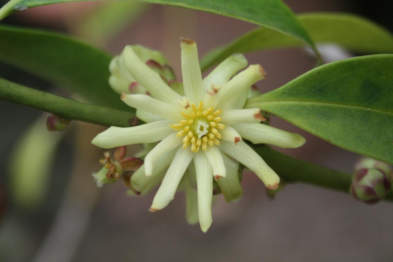 Illicium simonsii