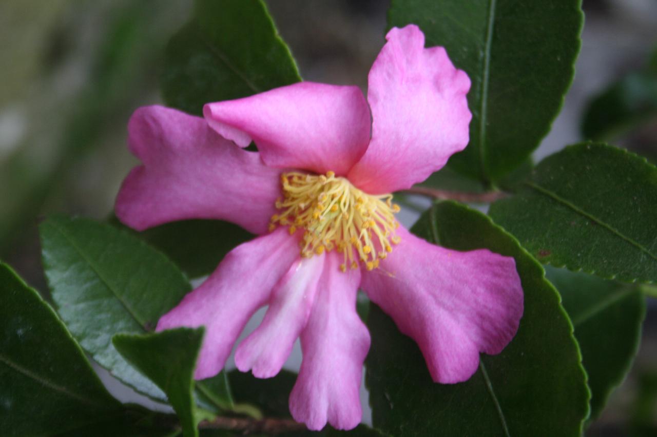 Camellia sasanqua 'Ecume de Mer'
