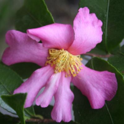 Camellia sasanqua 'Ecume de Mer'