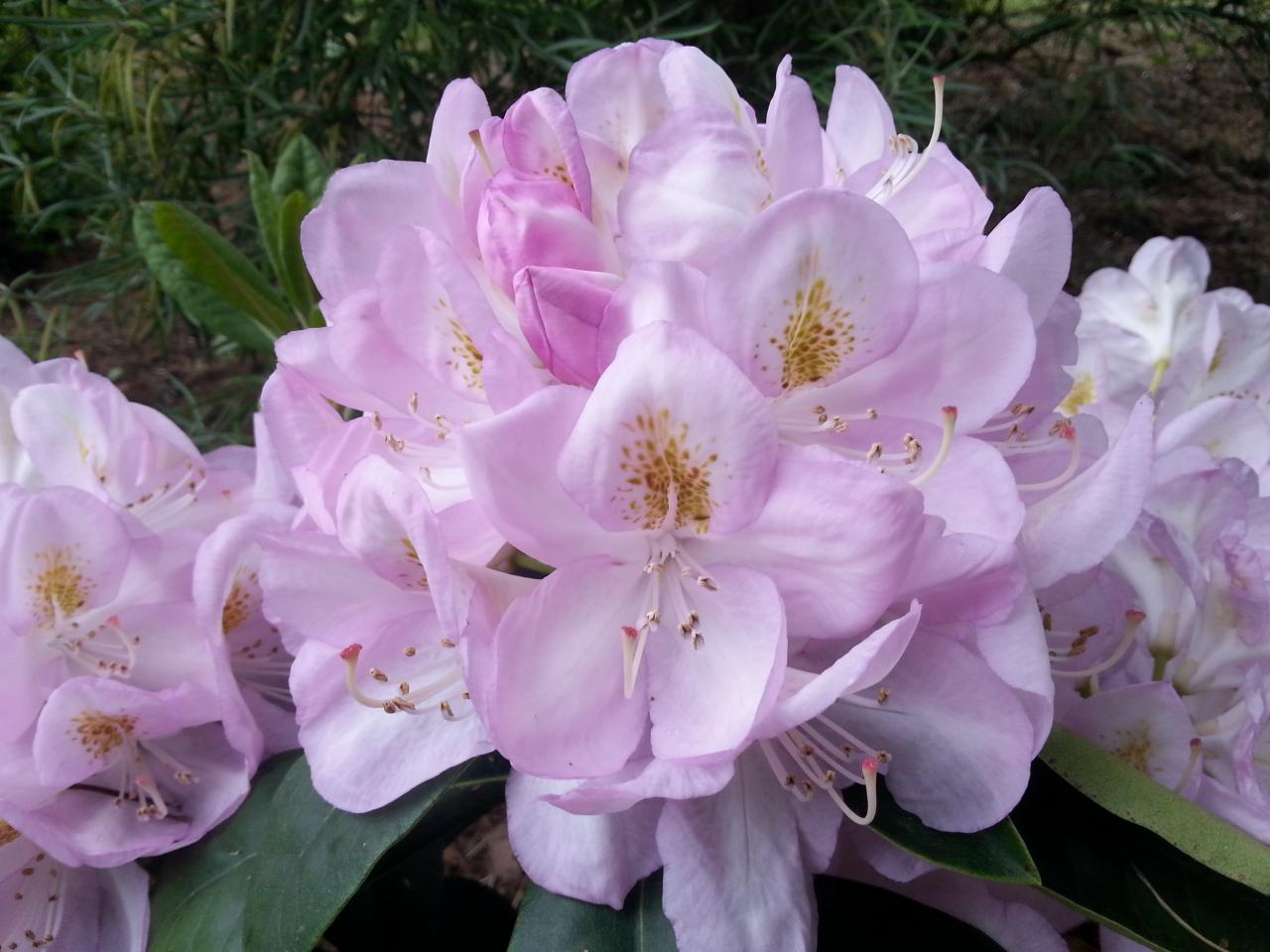 Rhododendron 'Germania' mais floraison différente