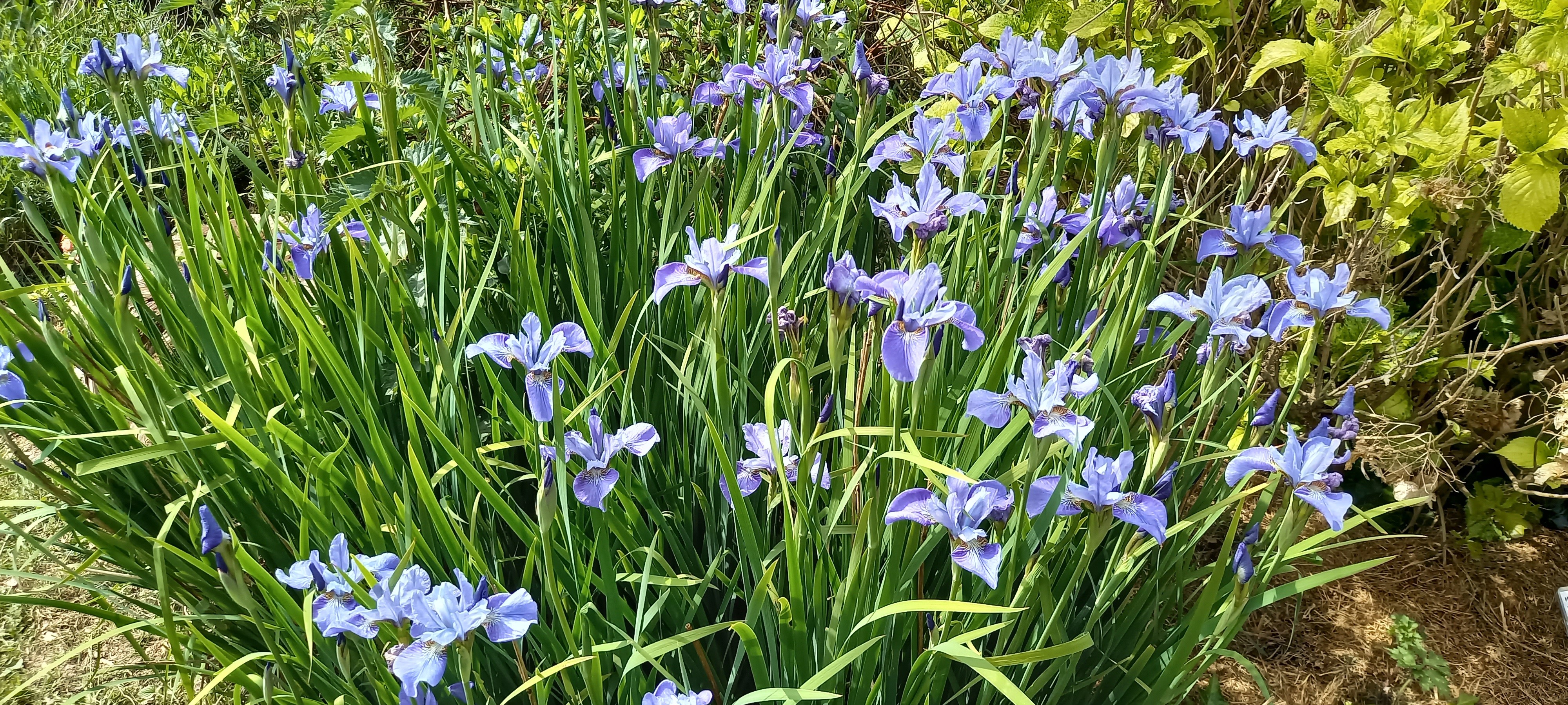 Iris sibirica 'Blue Ewen'