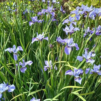 Iris sibirica 'Blue Ewen'