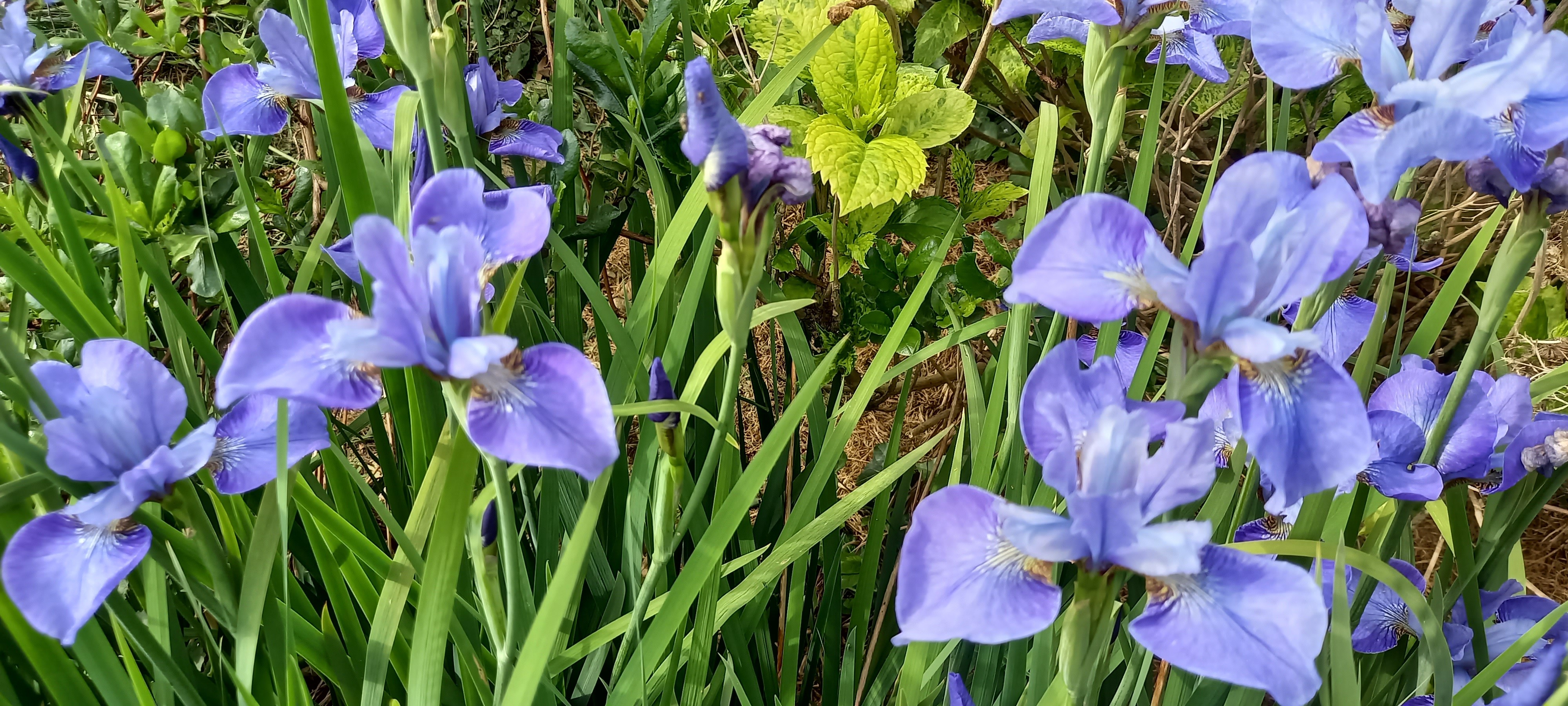 Iris sibirica 'Blue Ewen'