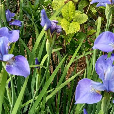 Iris sibirica 'Blue Ewen'