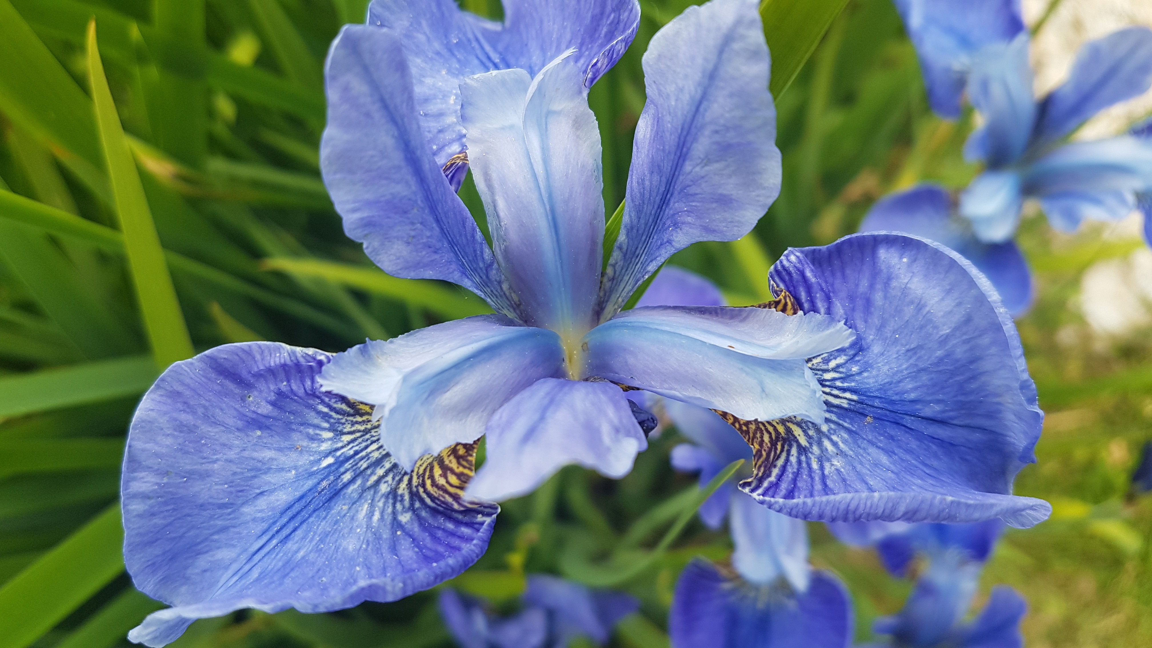 Iris sibirica 'Blue Ewen'