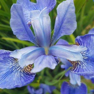 Iris sibirica 'Blue Ewen'