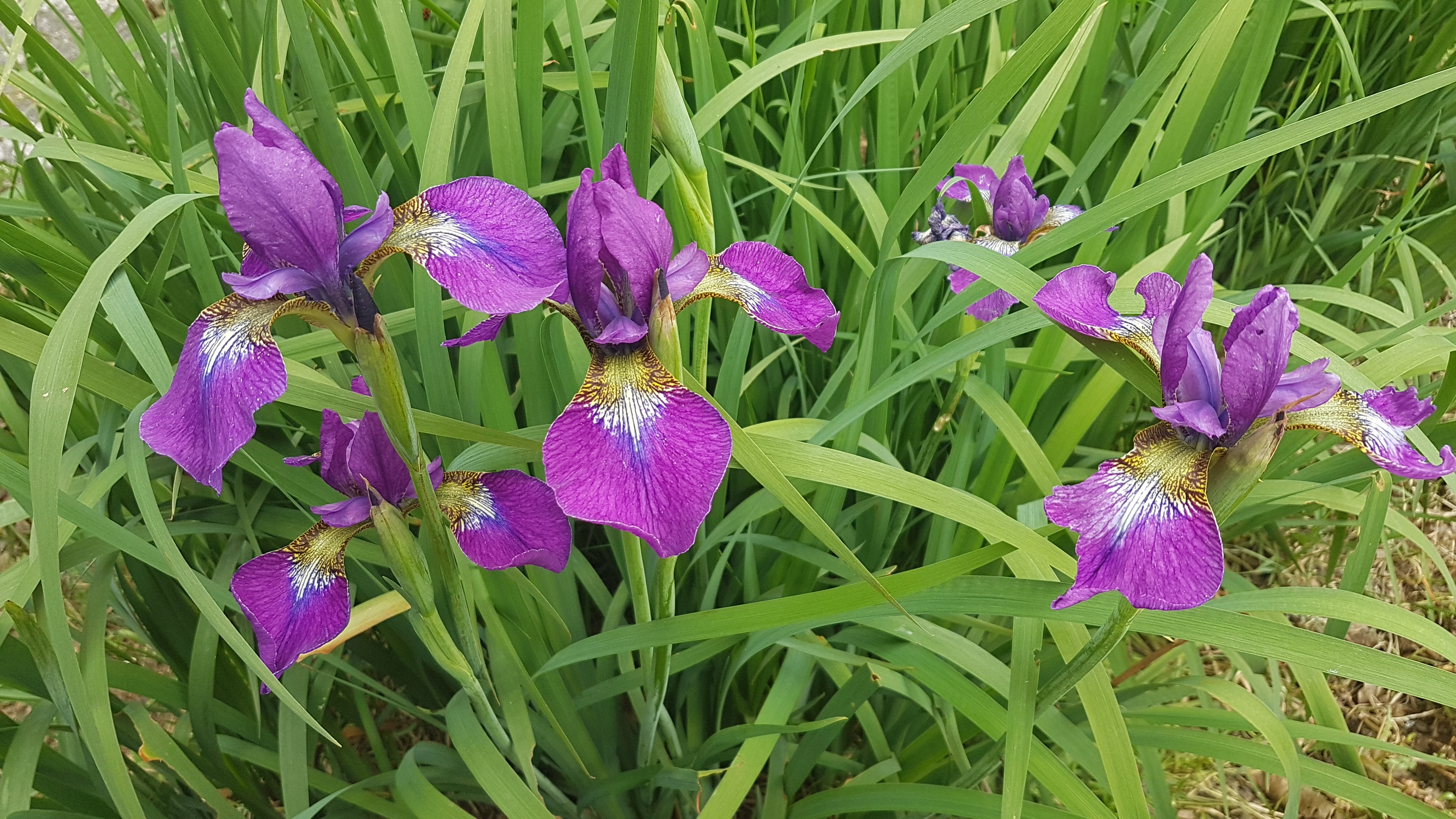 Iris sibirica 'Ewen'