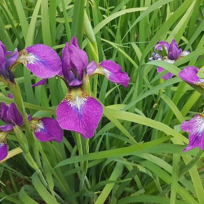 Iris sibirica 'Ewen'