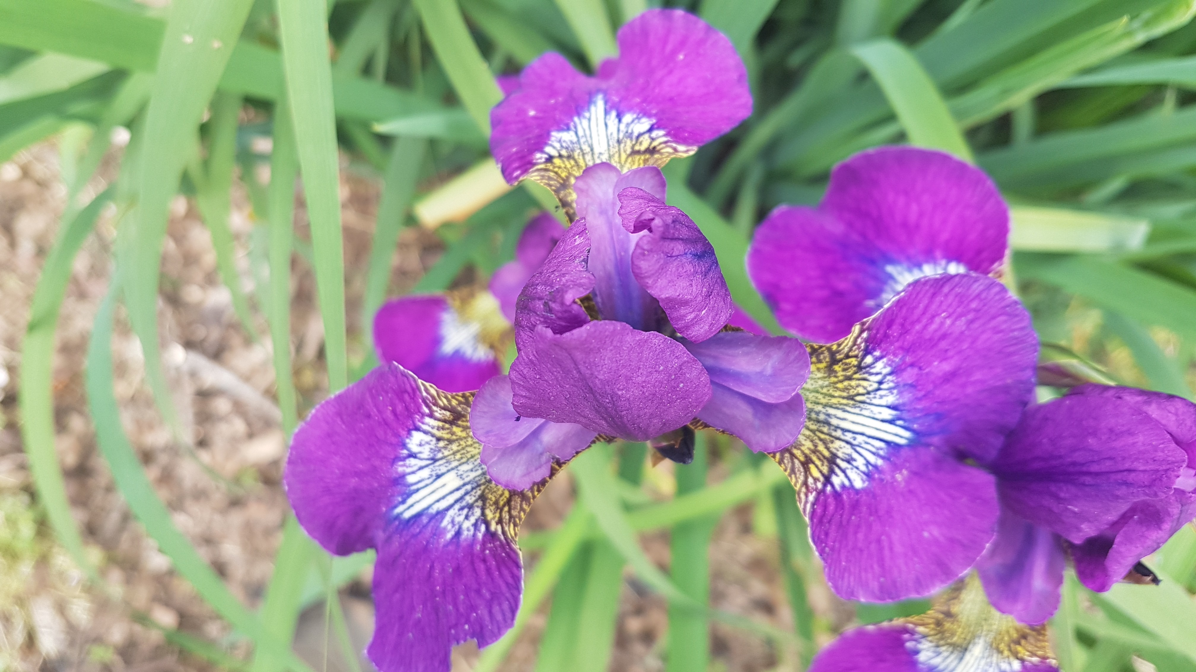 Iris sibirica 'Ewen'