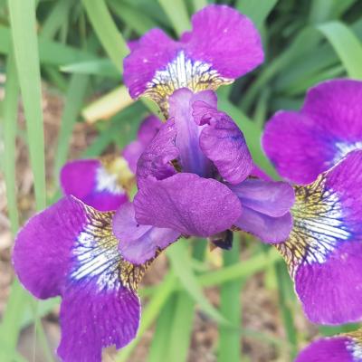 Iris sibirica 'Ewen'