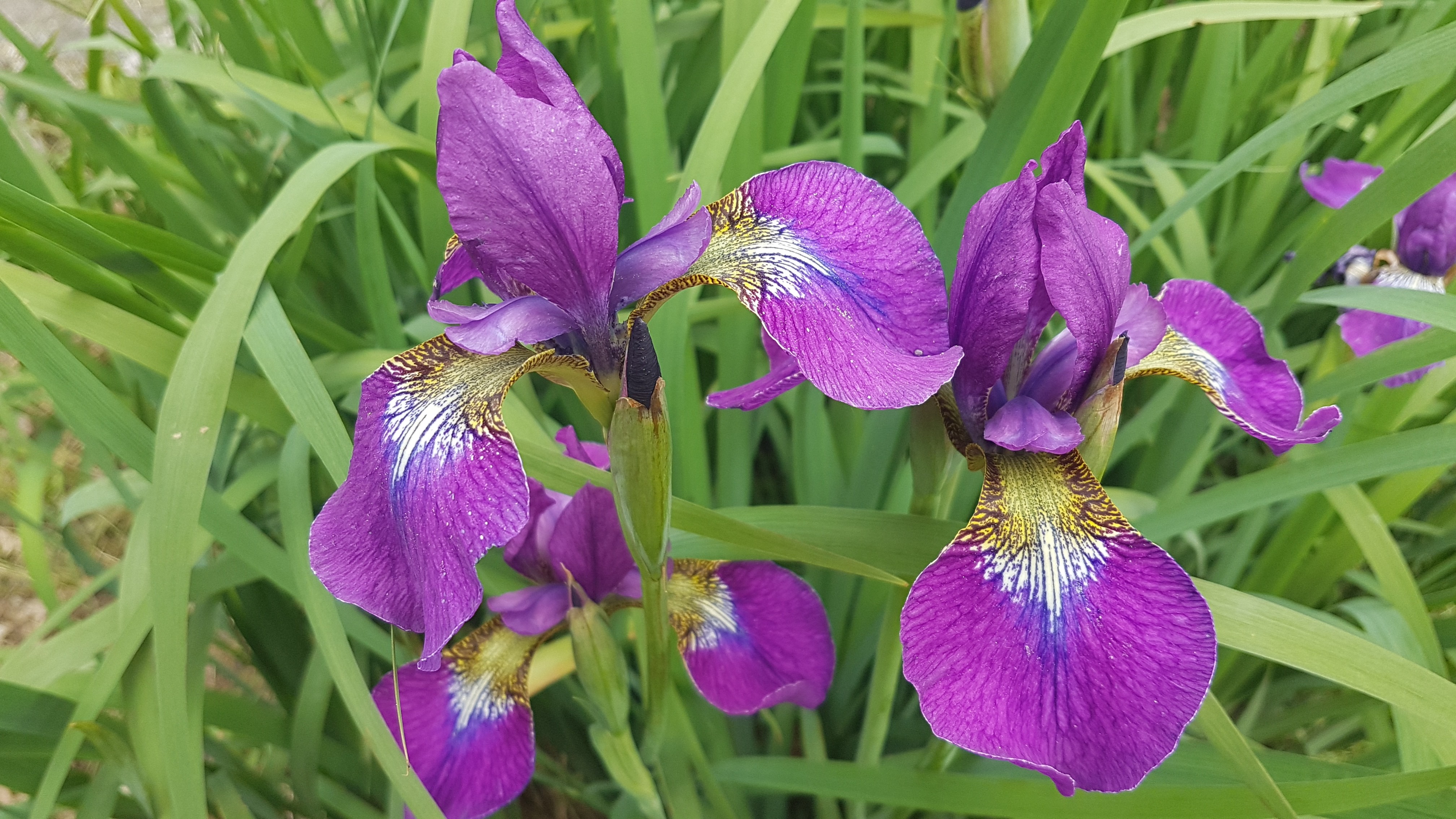 Iris sibirica 'Ewen'