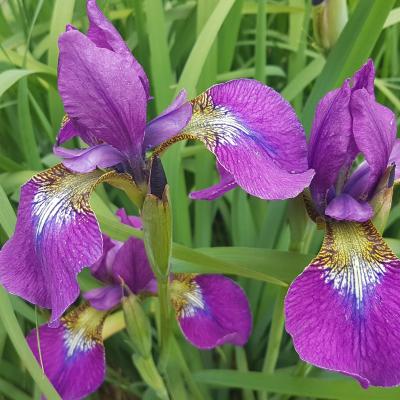 Iris sibirica 'Ewen'