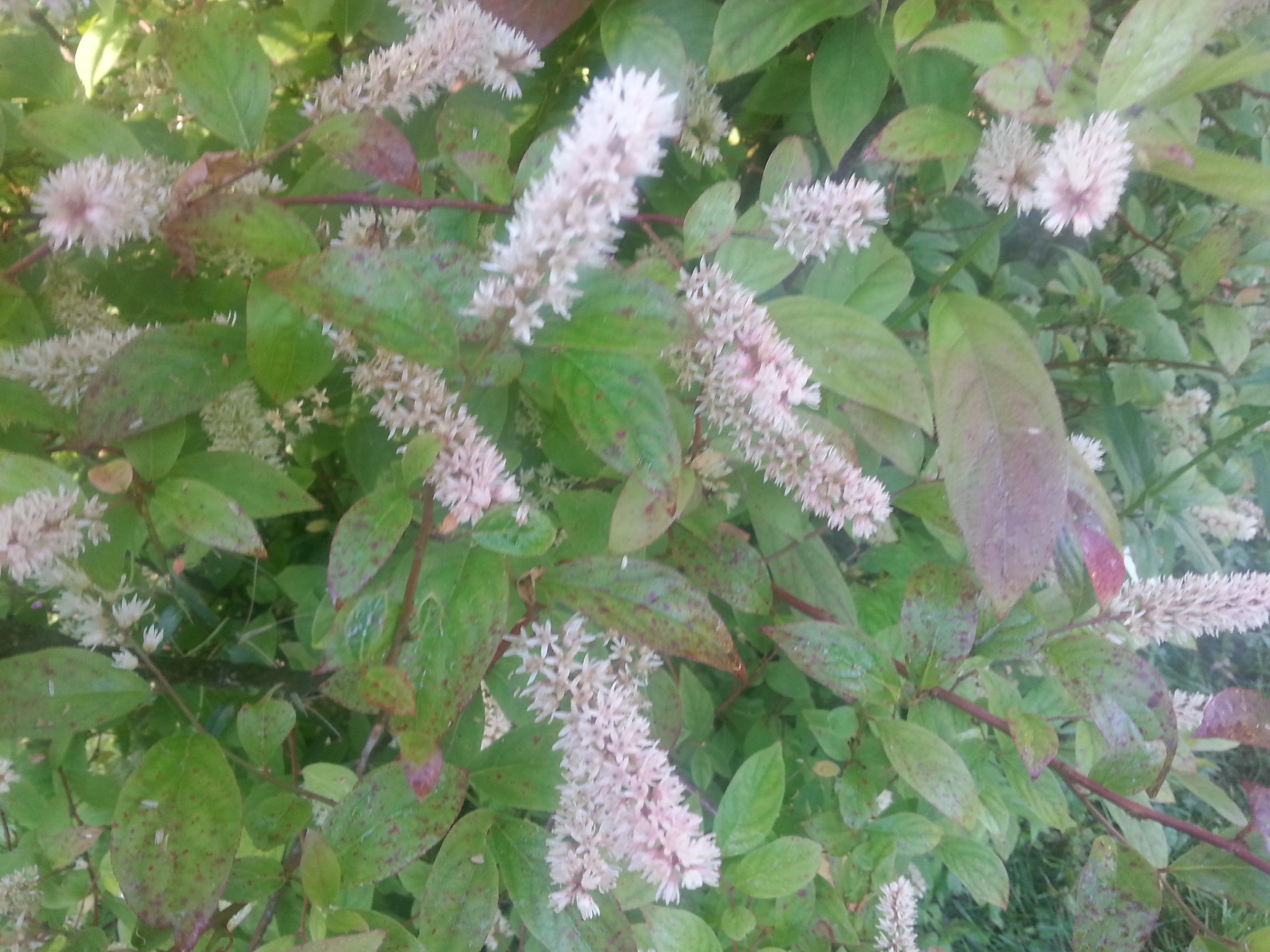 Itea japonica 'Beppu'