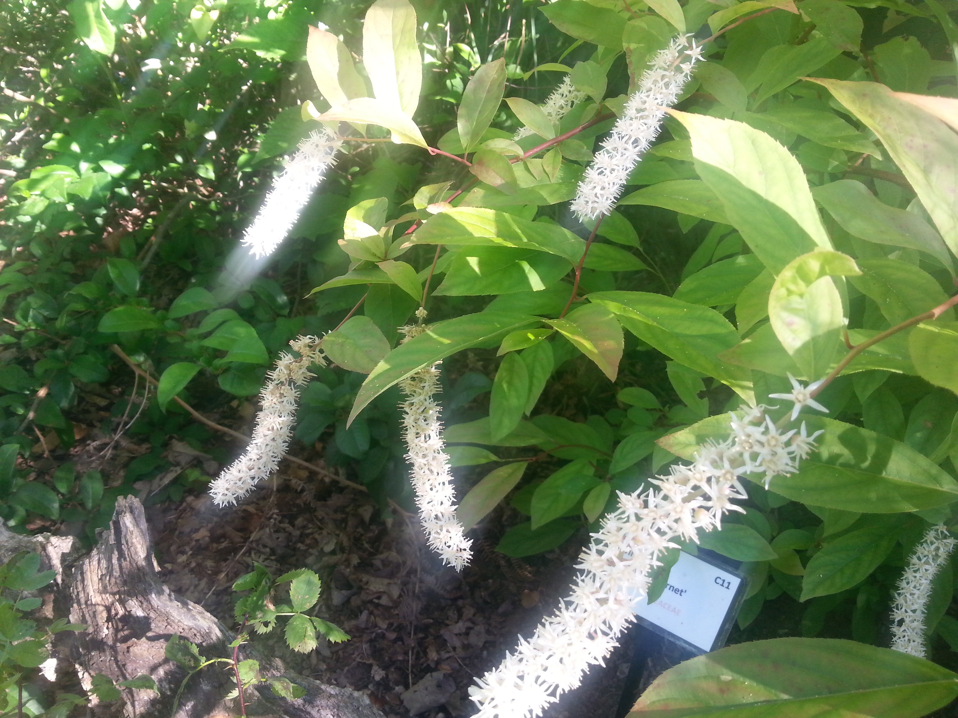 Itea virginica 'Henry's Garnet'