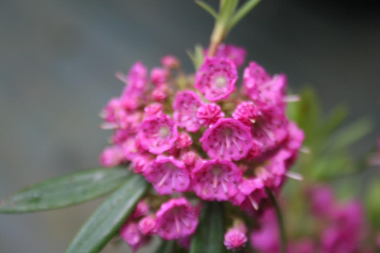 Kalmia (bot.) angustifolia ssp. rubra