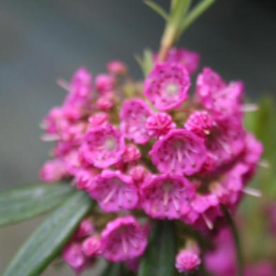 Kalmia (bot.) angustifolia ssp. rubra