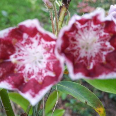 Kalmia 'Bullseye' (latifolia ssp. fuscata)