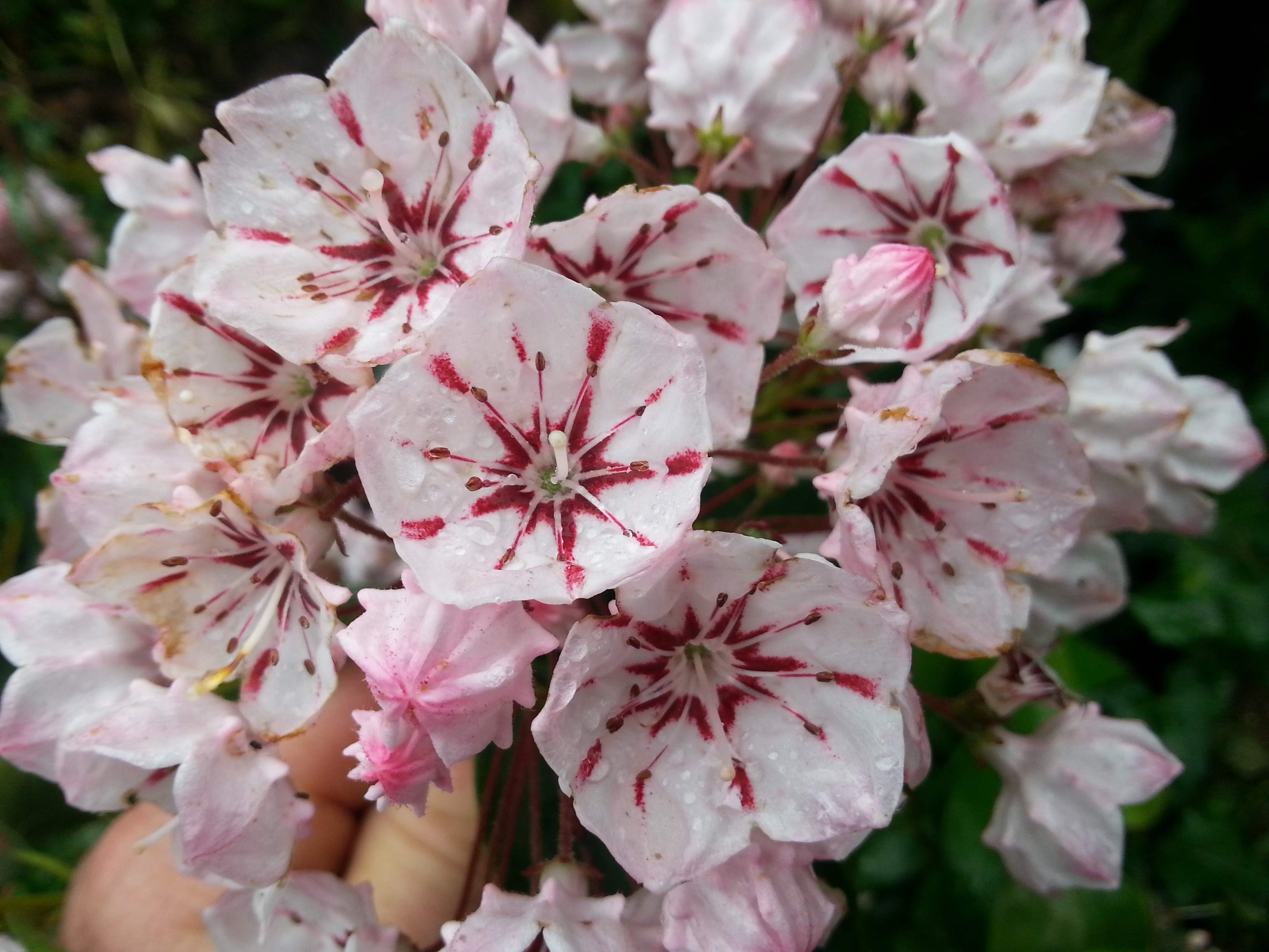 Kalmia 'Carousel' (latifolia ssp. fuscata)