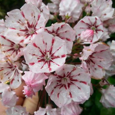 Kalmia 'Carousel' (latifolia ssp. fuscata)