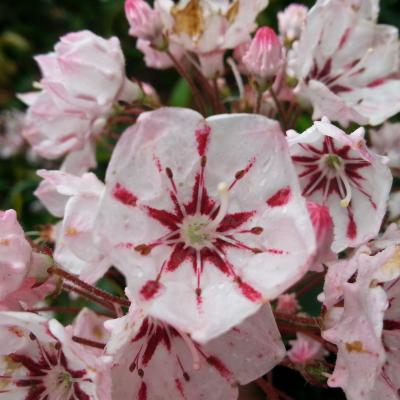 Kalmia 'Carousel' (latifolia ssp. fuscata)