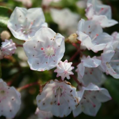 Kalmia 'Elf' (latifolia ssp. myrtifolia)