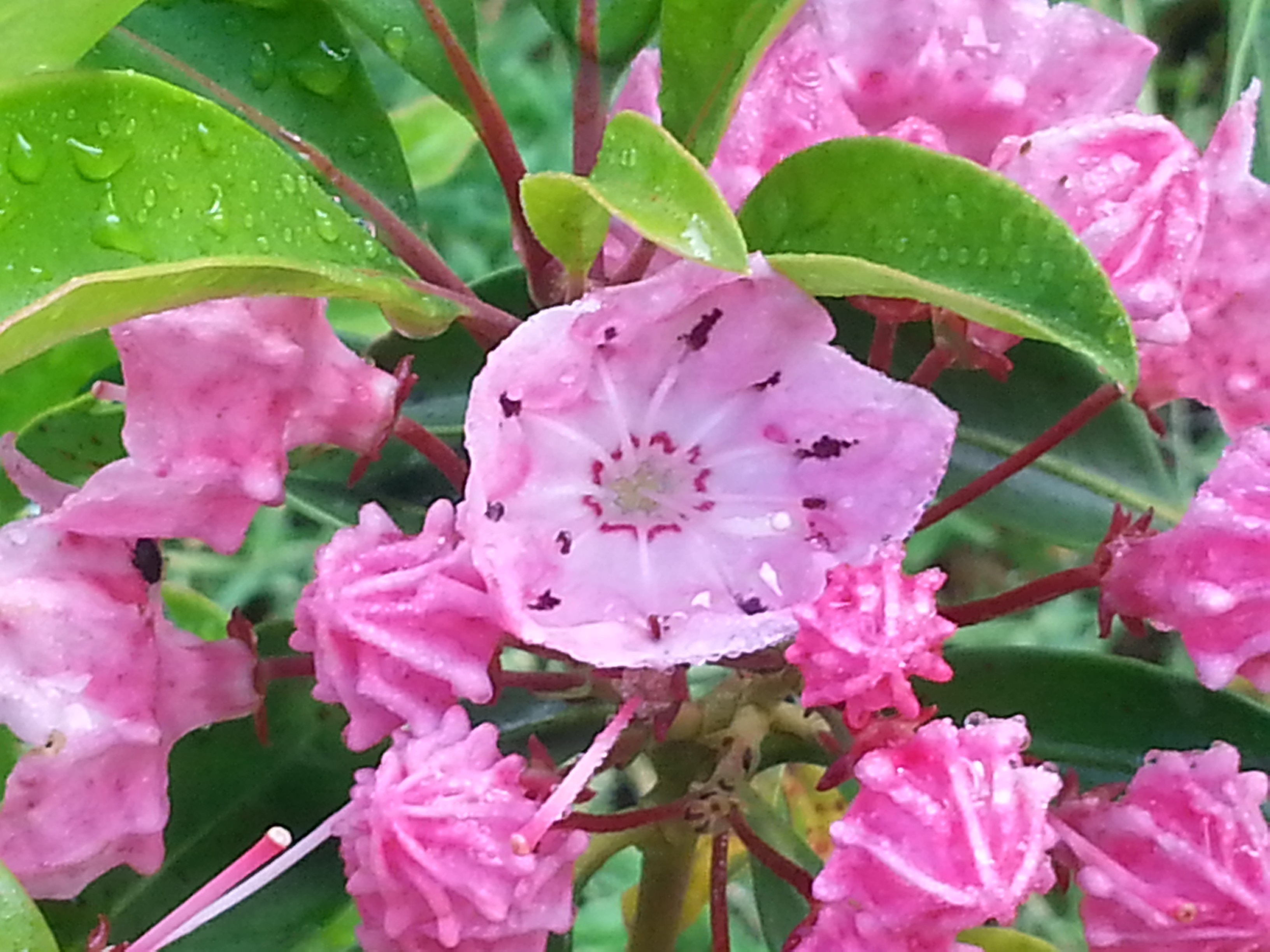 Kalmia 'Ewa' (latifolia)