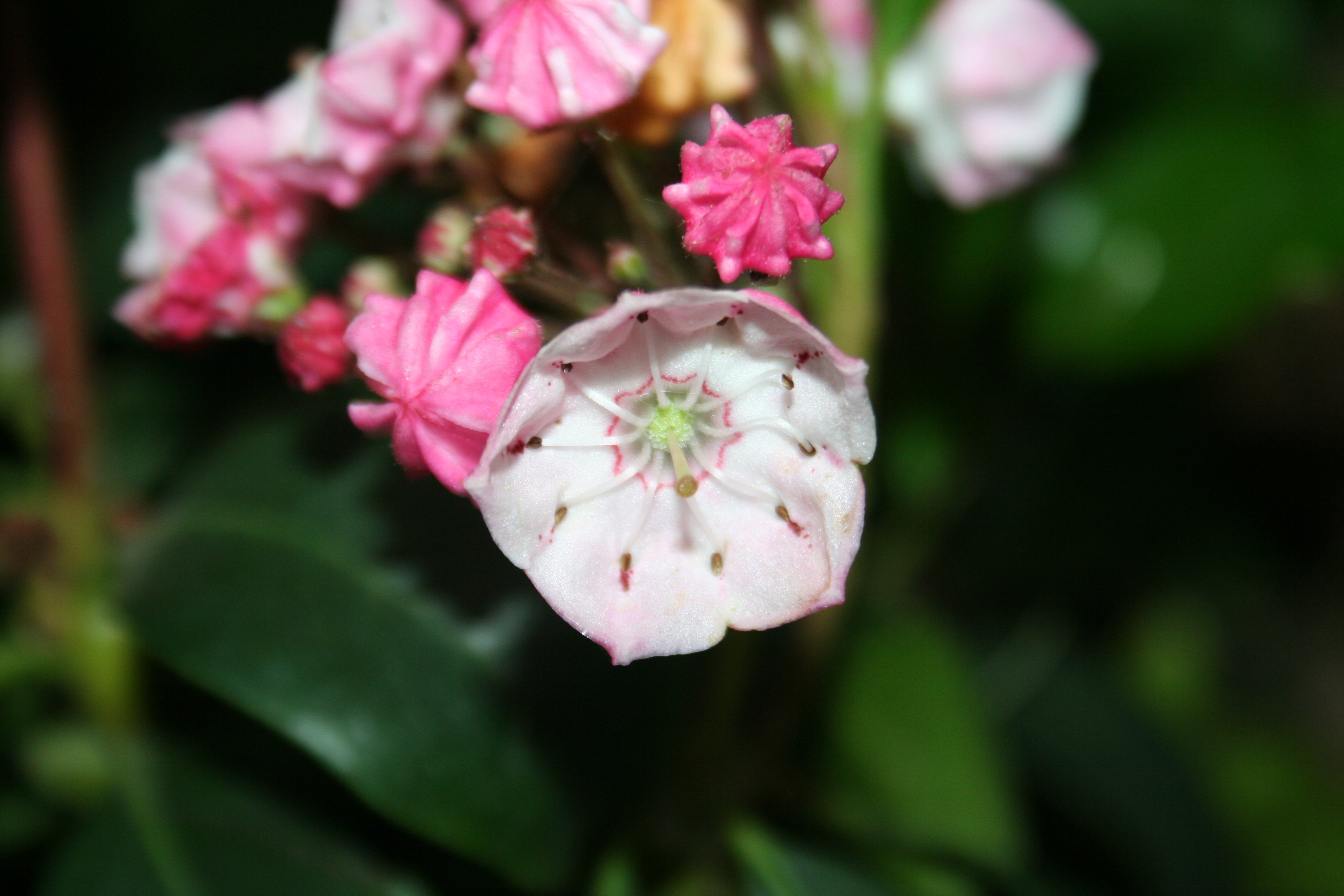 Kalmia 'Freckles' (latifolia ssp. fuscata)