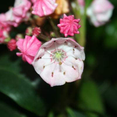 Kalmia 'Freckles' (latifolia ssp. fuscata)