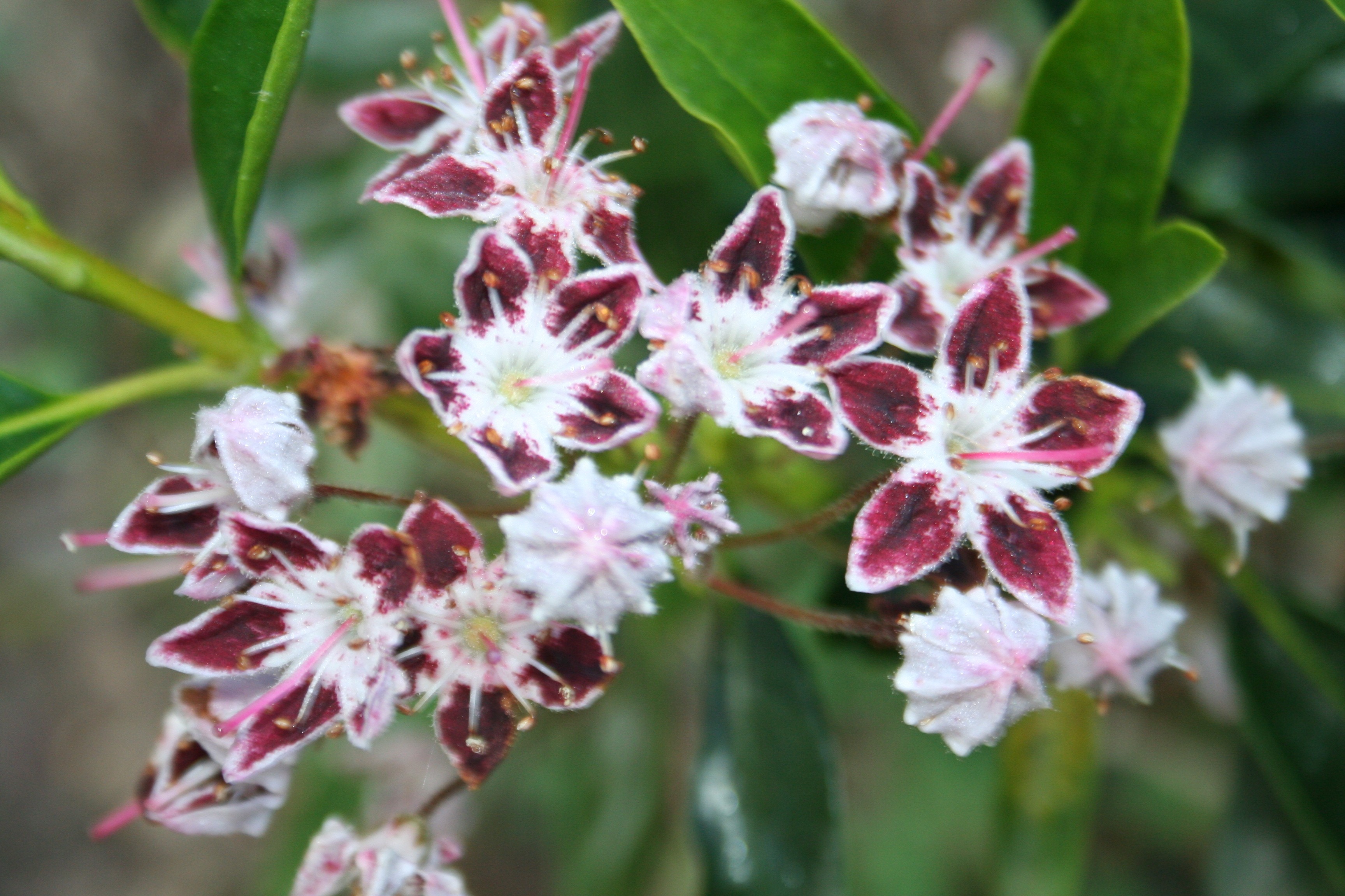 Kalmia 'Galaxy' (latifolia ssp. polypetala)