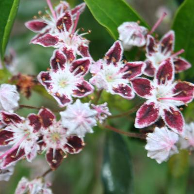 Kalmia 'Galaxy' (latifolia ssp. polypetala)