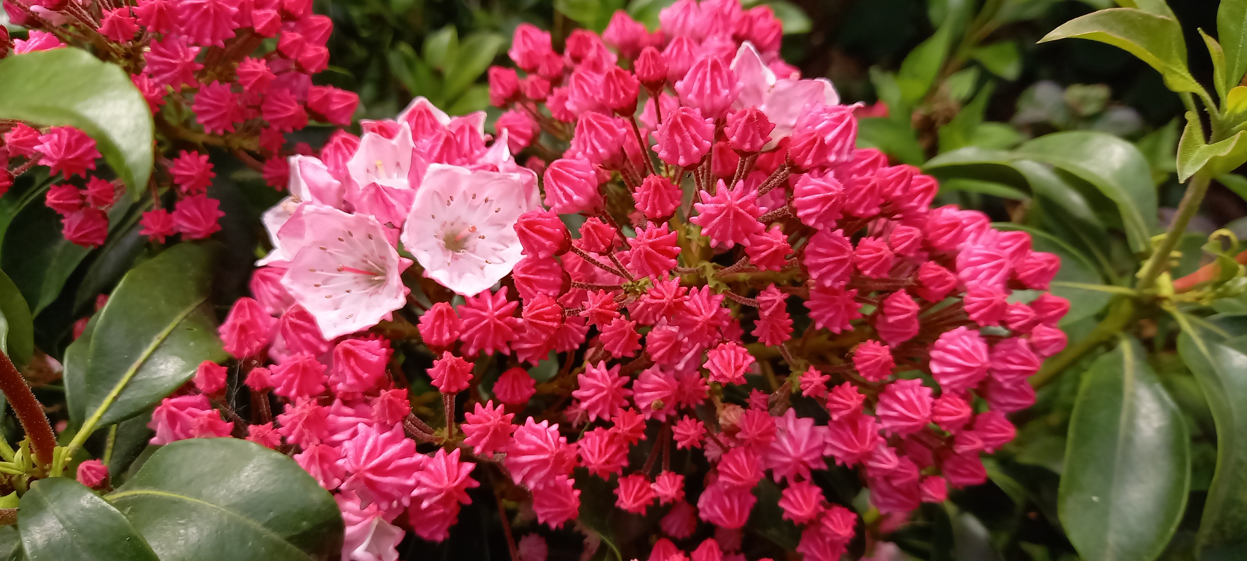 Kalmia latifolia 'Hearts Desire'