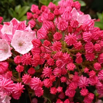 Kalmia latifolia 'Hearts Desire'